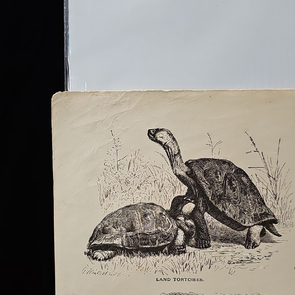 Reptile Illustration Book Prints From "Beasts And Birds In Pictures And Words" - Picture 4 of 7